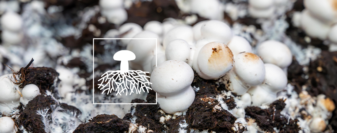 Mycelium: De Sleutel Tot Een Duurzame Toekomst?