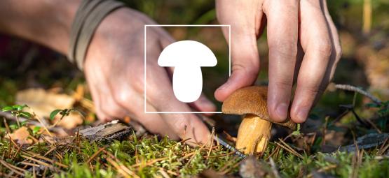 Hoe Kweek Je Paddenstoelen? (Handleiding Voor Beginners)