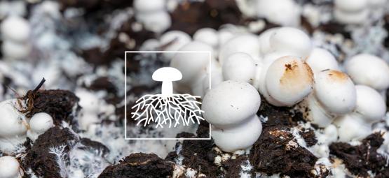 Mycelium: De Sleutel Tot Een Duurzame Toekomst?