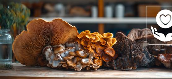 Zijn Paddenstoelen Goed Voor Je Gezondheid?