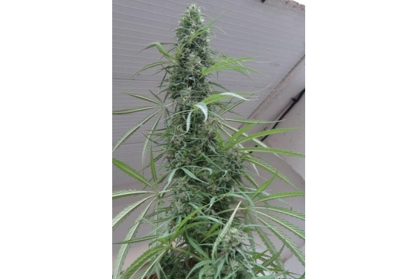 Golden Tiger (ACE Seeds) feminized Golden Tiger (ACE Seeds) feminized