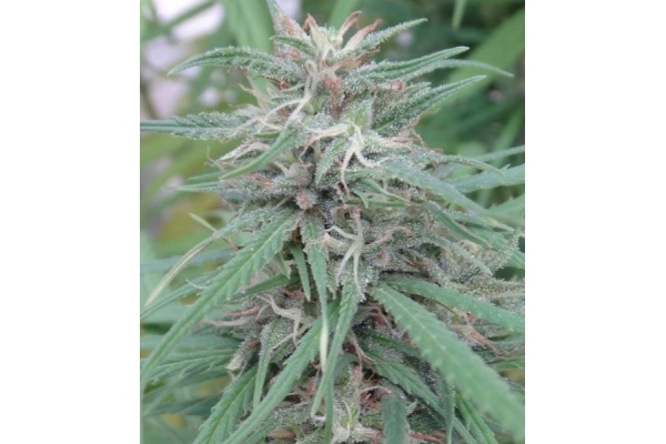 Golden Tiger (ACE Seeds) feminized Golden Tiger (ACE Seeds) feminized