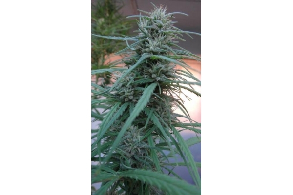 Golden Tiger (ACE Seeds) feminized Golden Tiger (ACE Seeds) feminized