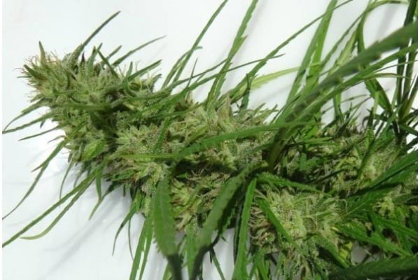 Golden Tiger (ACE Seeds) feminized Golden Tiger (ACE Seeds) feminized