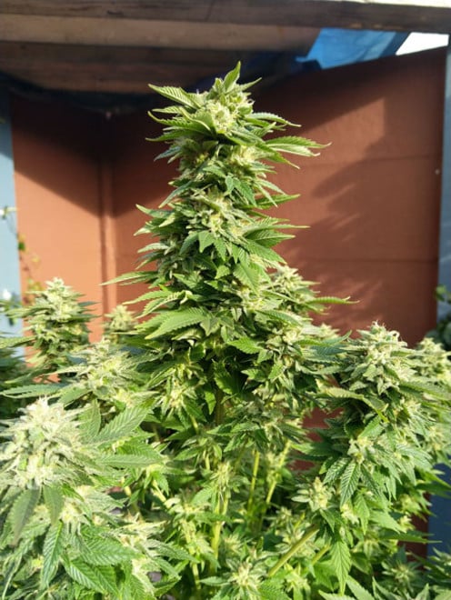 White Widow (Zamnesia Seeds) feminized White Widow (Zamnesia Seeds) feminized