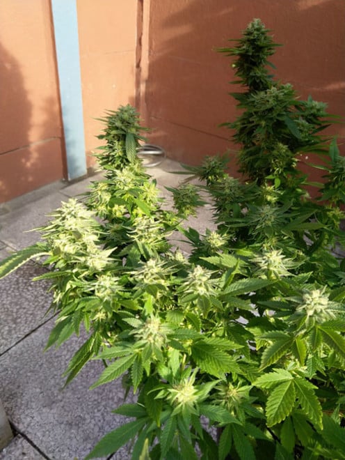 White Widow (Zamnesia Seeds) feminized White Widow (Zamnesia Seeds) feminized