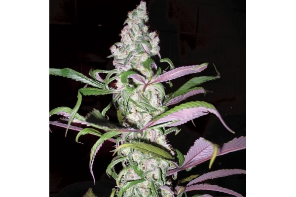Blueberry (Dutch Passion) feminized Blueberry (Dutch Passion) feminized