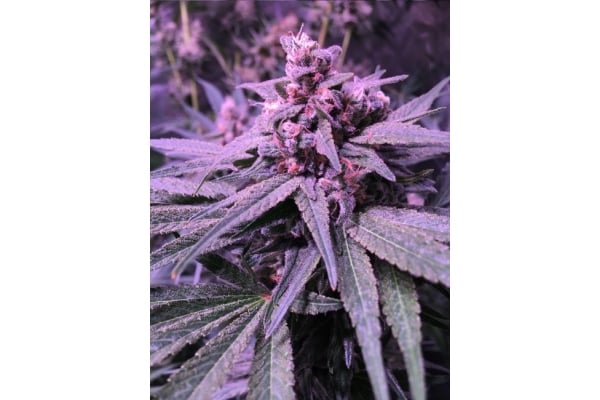 Banana Strain Cannabis Seeds Zamnesia 4759